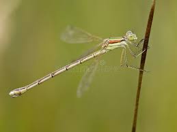 Attēlu rezultāti vaicājumam “Lestes dryas female”
