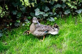 Attēlu rezultāti vaicājumam “Anas platyrhynchos”