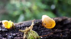 Attēlu rezultāti vaicājumam “Hymenoscyphus calyculus”