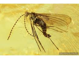 Attēlu rezultāti vaicājumam “Cecidomyiidae”