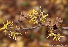Attēlu rezultāti vaicājumam “Hamamelis virginiana bud”