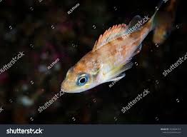 Image result for Sebastes fasciatus