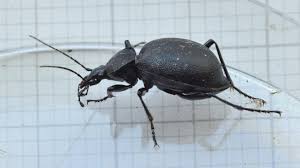 Attēlu rezultāti vaicājumam “Cychrus caraboides”