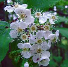 Attēlu rezultāti vaicājumam “Crataegus macracantha flower”