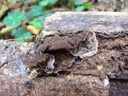 Attēlu rezultāti vaicājumam “Datronia mollis”