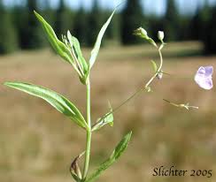 Attēlu rezultāti vaicājumam “Veronica scutellata flower”