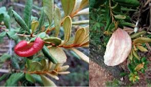 Attēlu rezultāti vaicājumam “Exobasidium splendidum”