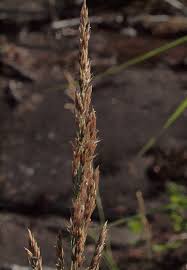 Attēlu rezultāti vaicājumam “Calamagrostis stricta”