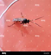 Attēlu rezultāti vaicājumam “Diphyus latebricola”