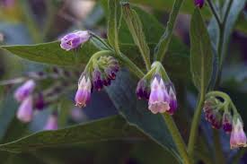 Attēlu rezultāti vaicājumam “Symphytum officinale flower”