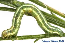 Attēlu rezultāti vaicājumam “Geometridae”