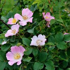 Image result for Rosa canina