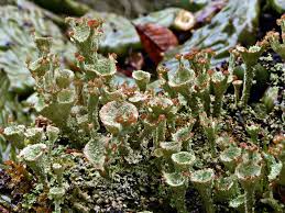 Attēlu rezultāti vaicājumam “Cladonia phyllophora”