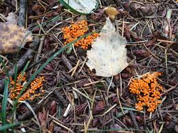 Attēlu rezultāti vaicājumam “Leocarpus sp.”