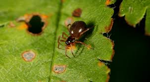 Attēlu rezultāti vaicājumam “Linyphiidae”