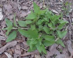 Attēlu rezultāti vaicājumam “Prunella vulgaris leaf”