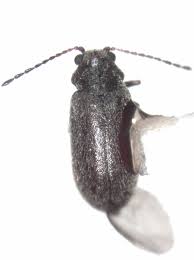 Attēlu rezultāti vaicājumam “Anobiidae”