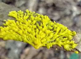 Attēlu rezultāti vaicājumam “Physarum bryocorticola macro”