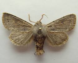 Attēlu rezultāti vaicājumam “Orthosia populeti”