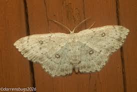 Attēlu rezultāti vaicājumam “Cyclophora pendularia”