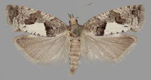 Attēlu rezultāti vaicājumam “Epinotia brunnichana”