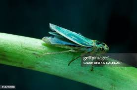 Attēlu rezultāti vaicājumam “Cicadella viridis female”