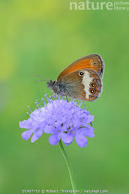 Attēlu rezultāti vaicājumam “Coenonympha arcania”