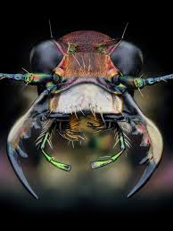 Attēlu rezultāti vaicājumam “Cicindela hybrida”