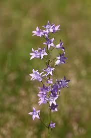 Image result for Campanula rapunculus