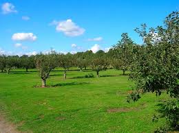 Image result for Pulborough Cricket Club