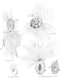 Attēlu rezultāti vaicājumam “Didymium difforme sessile”