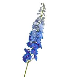 Attēlu rezultāti vaicājumam “Delphinium elatum  fruit”