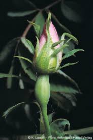 Attēlu rezultāti vaicājumam “Rosa subcanina”