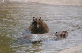 Attēlu rezultāti vaicājumam “Hydrochoerus hydrochaeris”