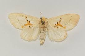 Attēlu rezultāti vaicājumam “Leucodonta bicoloria imago”