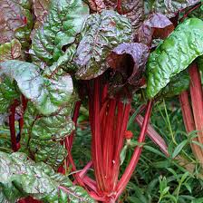 Image result for Beta vulgaris