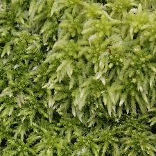Attēlu rezultāti vaicājumam “Sphagnum”