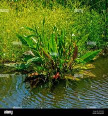 Attēlu rezultāti vaicājumam “Rumex hydrolapathum fruit”