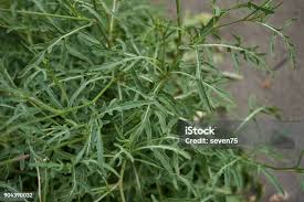 Attēlu rezultāti vaicājumam “Diplotaxis tenuifolia fruit”