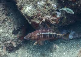 Image result for Serranus atricauda