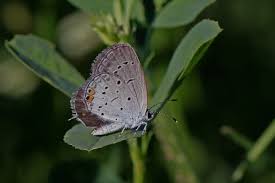 Attēlu rezultāti vaicājumam “Everes argiades male”