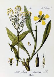 Image result for Isatis tinctoria