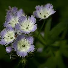 Attēlu rezultāti vaicājumam “Pylaisia polyantha sporophyte”