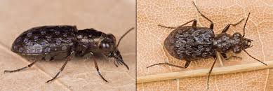 Attēlu rezultāti vaicājumam “Elaphrus cupreus”