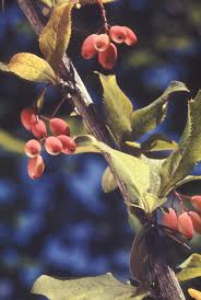 Attēlu rezultāti vaicājumam “Barbarea vulgaris subsp. arcuata fruit”