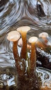 Attēlu rezultāti vaicājumam “Cudoniella clavus”