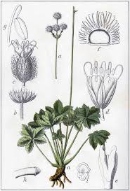 Attēlu rezultāti vaicājumam “Sanicula europaea”