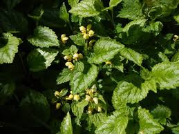 Attēlu rezultāti vaicājumam “Lamiastrum galeobdolon bud”