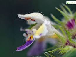 Attēlu rezultāti vaicājumam “Galeopsis speciosa flower”