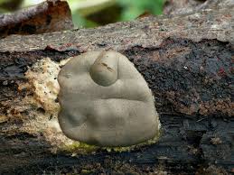 Attēlu rezultāti vaicājumam “Reticularia lycoperdon”